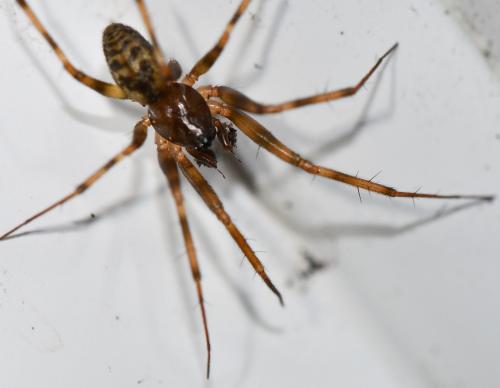 Réf. 275 148 : Lepthyphantes minutus